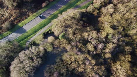 aerial view of treetops in winter, no leaves, sunny day revealing road