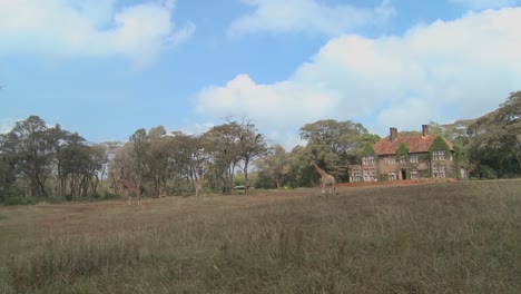 Giraffes-mill-around-outside-an-old-mansion-in-Kenya-27