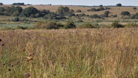 one cute hidden cheetah pokes head up in tall golden savanna grass