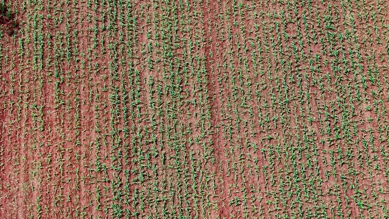 Drone in volo sopra l'insediamento rurale del Kenya, fattorie in Kenya