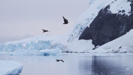 Vögel-In-Zeitlupe-Fliegen-In-Der-Antarktischen-Landschaft,-Seevögel-Fliegen-Im-Flug-An-Eisbergen-Vorbei-In-Einer-Winterlandschaft-Mit-Einer-Erstaunlich-Schönen,-Dramatischen,-Eisbedeckten-Und-Schneebedeckten-Szene