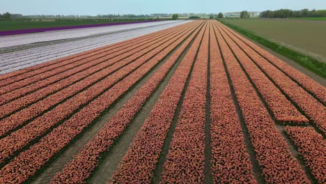 Backwards-drone-dolley-shot-over-a-colorful-tulip-field-in-the-Netherlands