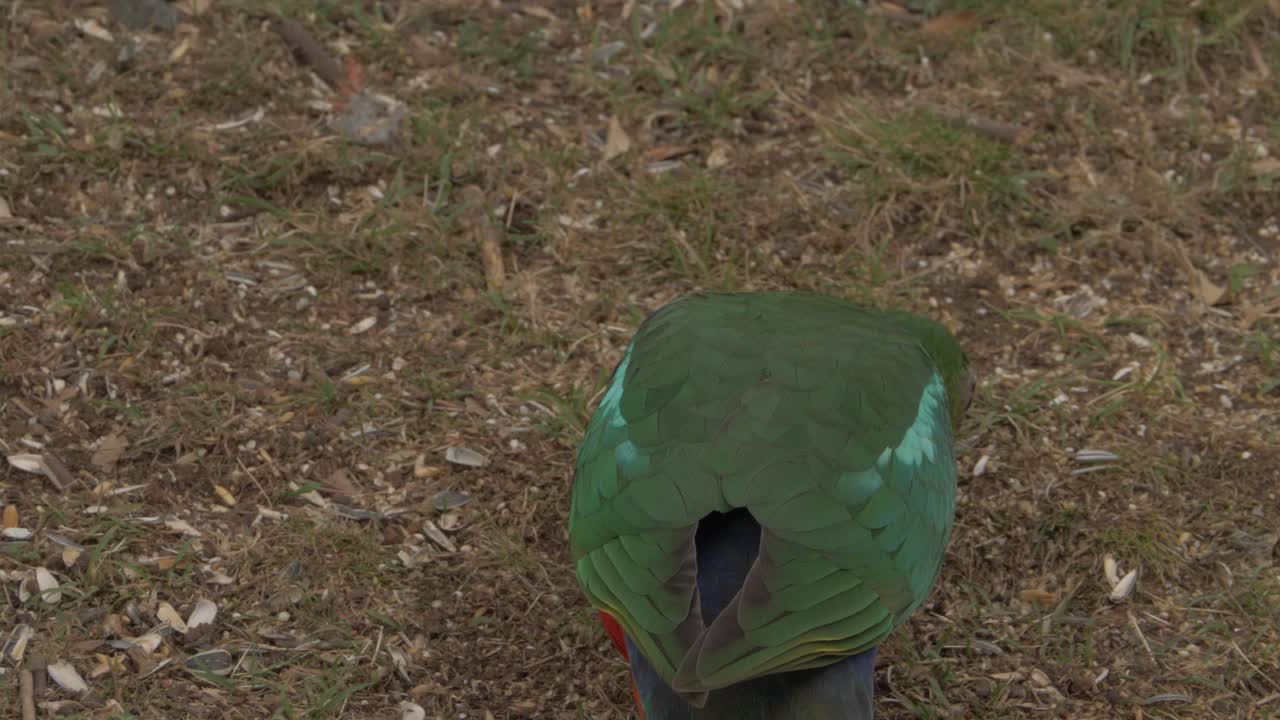 loro rey australiano hembra buscando comida en el suelo en el retiro de la selva tropical de o'reilly - interior de la costa dorada, qld - primer plano, ángulo alto