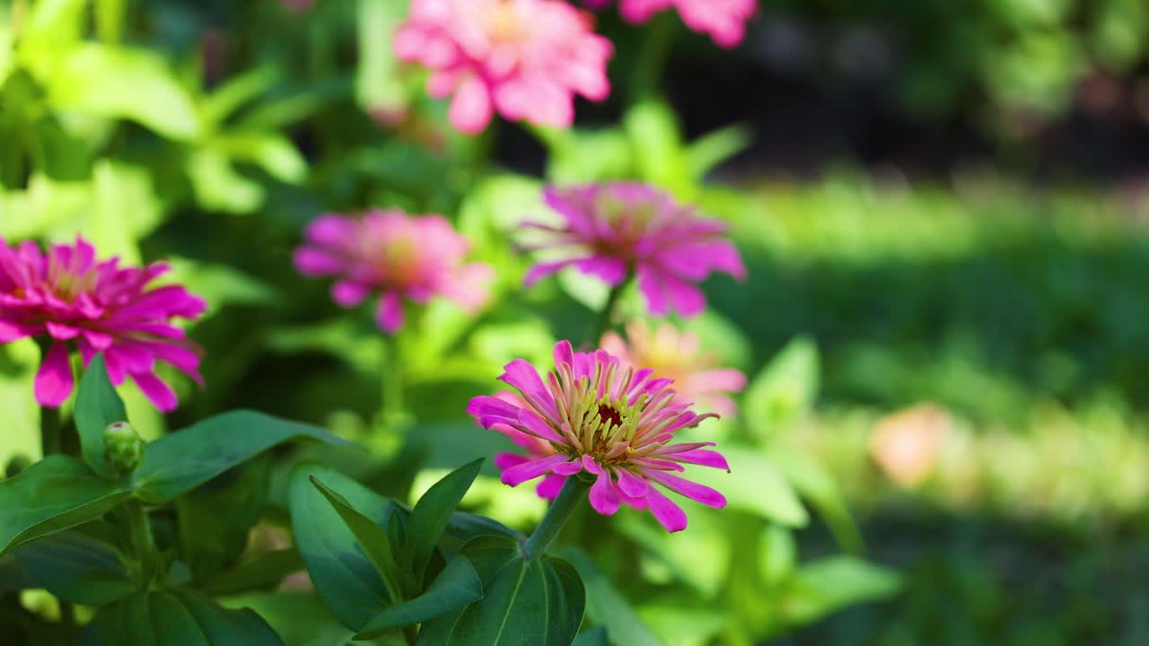 las vibrantes zinnias florecen en un jardín exuberante