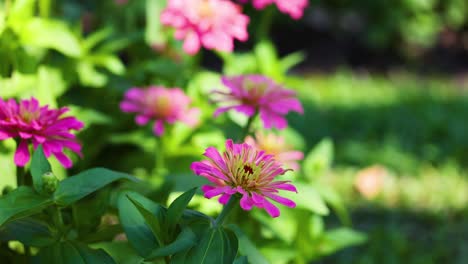 vibrant zinnias bloom in a lush garden