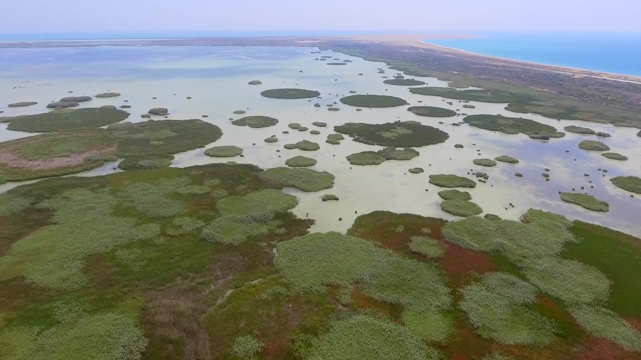 Vista Aerea di una Vasta Palude Umida con Vegetazione Galleggiante