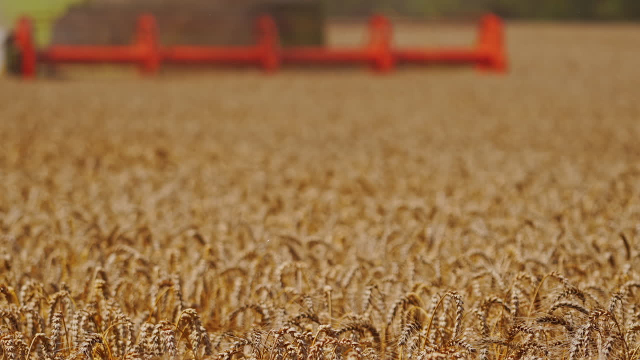 Ripe wheat on the field. Golden spikelets of wheat. Detail of combine harvester cutting blades during agricultural works. Close-up.