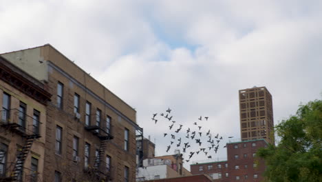 Bandada-De-Palomas-Lanzando-Desde-La-Azotea-De-La-Parte-Alta-De-Manhattan,-Ciudad-De-Nueva-York,-U