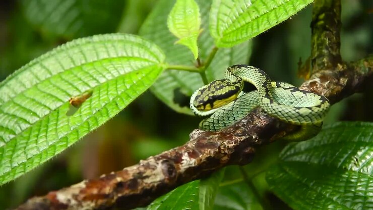 Sri Lankan green pit viper Craspedocephalus trigonocephalus Ceylon pit viper green snake endemic pet snake