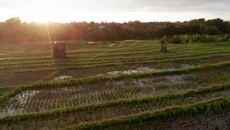 Exuberantes-Campos-De-Arroz-Verdes-Con-Un-Brillante-Atardecer-Brillan-En-Canggu-Durante-La-Temporada-De-Lluvias,-Bali,-Indonesia