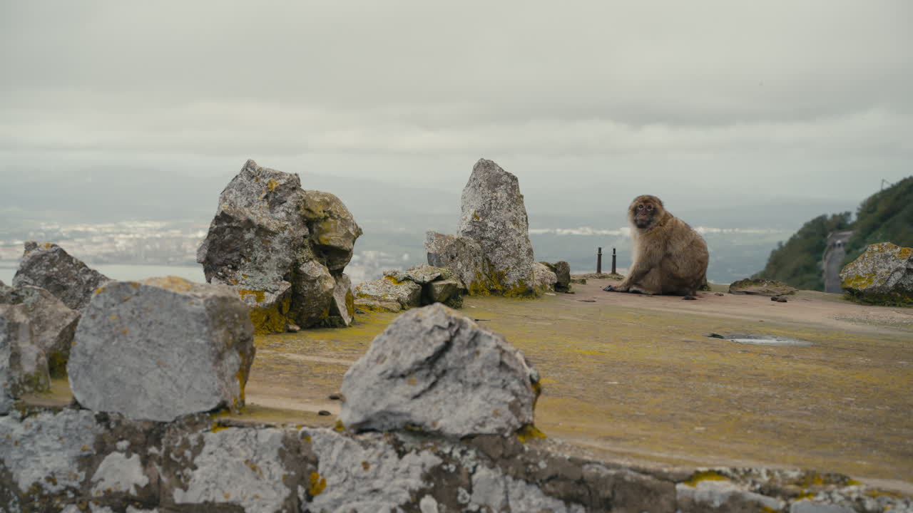 Macaco di Barberia visto da dietro, seduto sul bordo di una scogliera, con vista su Gibilterra sotto un cielo nuvoloso.