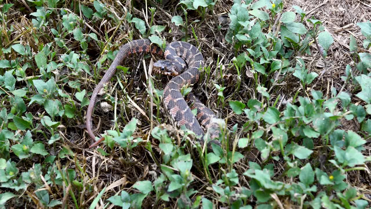 Static video of a juvenile plain-bellied water snake Nerodia erythrogaster