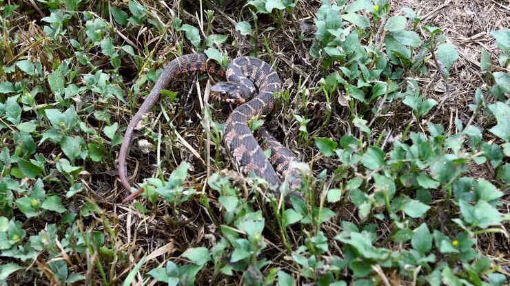 Statisk video af en ung almindelig bugvandsslange Nerodia erythrogaster