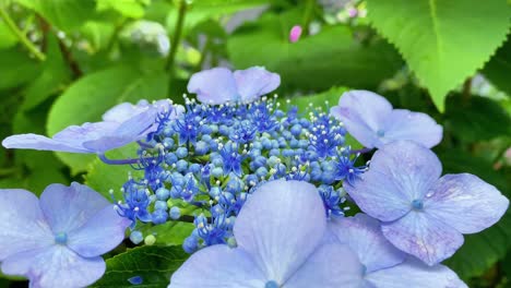 it became hydrangea flowering season