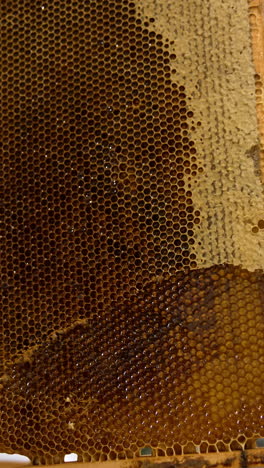 male hand cutting the wax covering the honeycombs. preparing the frames for harvesting healthy organic product. close up. low angle view. vertical video