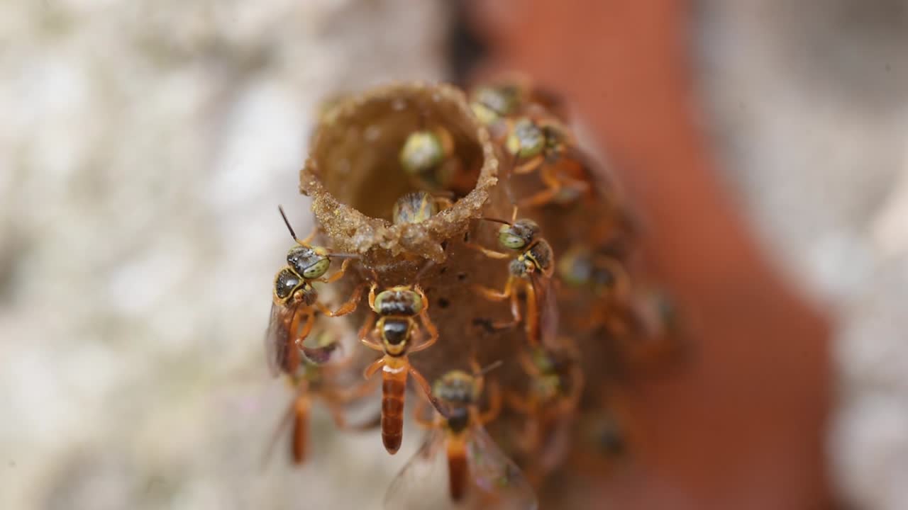безжалезные пчелы, называемые джатай, летящие над входом в трубчатое гнездо