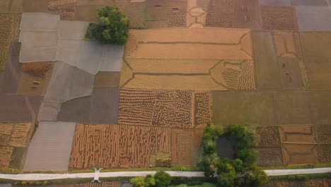 large fields of rice paddy agricultural fields after harvesting in winter, west bengal, drone view