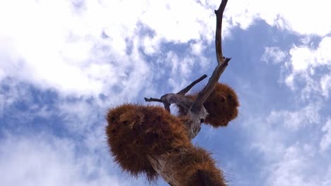 massive bird nests in a dead tree