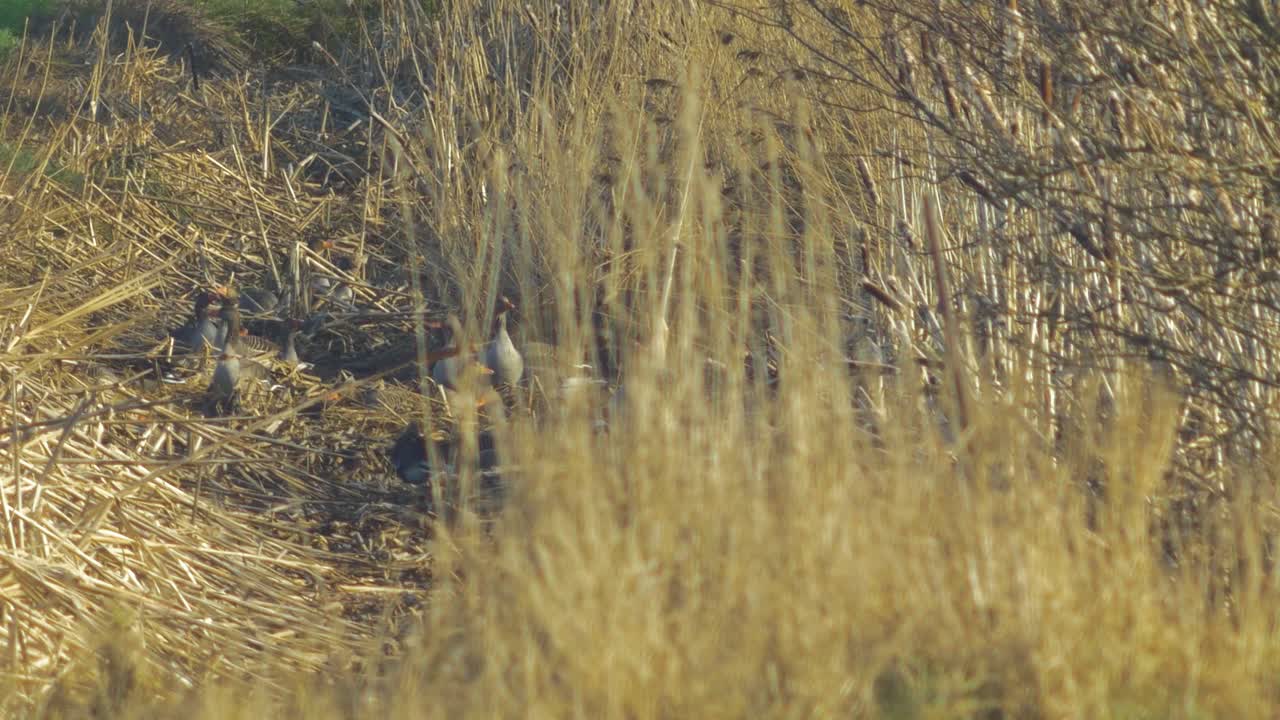 이주 시즌 동안 북부 유럽의 녹색 농경지에서 번식하는 그레이래그 거위의 아름다운 큰 무리, 화창한 봄날, 먼 중간 낮은 각도 샷