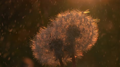 dandelions in the rain at sunset