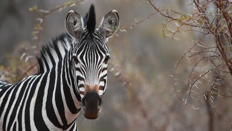 Mittlere-Nahaufnahme-Eines-Erwachsenen-Burchell-Zebras,-Das-Im-Großkruger-Steht-Und-In-Die-Kamera-Schaut