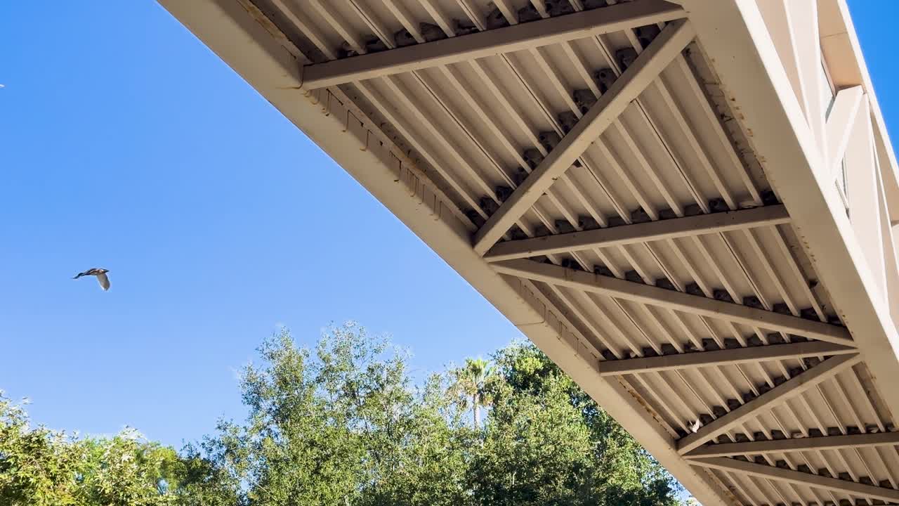 las golondrinas de acantilado anidan y se alimentan bajo un puente en california.