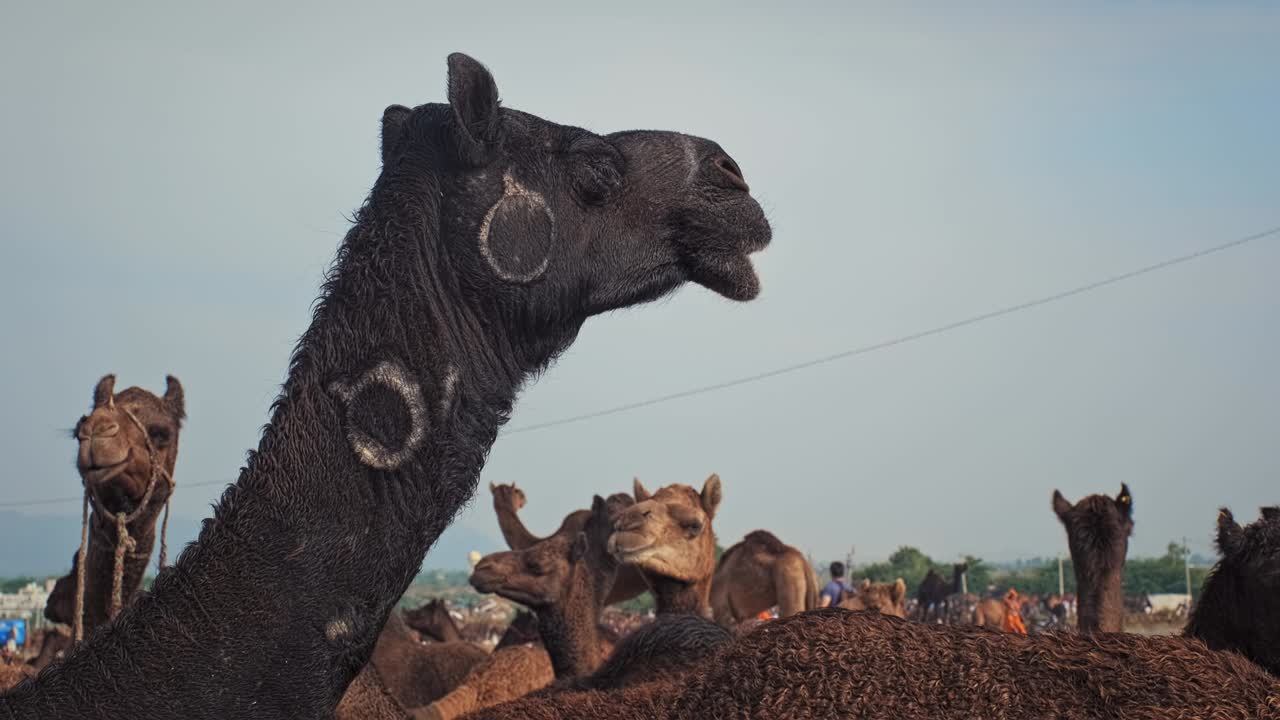 los camellos en pushkar mela el festival de la feria de camellos en el campo comiendo masticando. pushkar, rajasthan, india