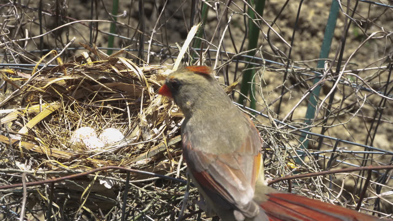 Momma bird visits eggs in nest