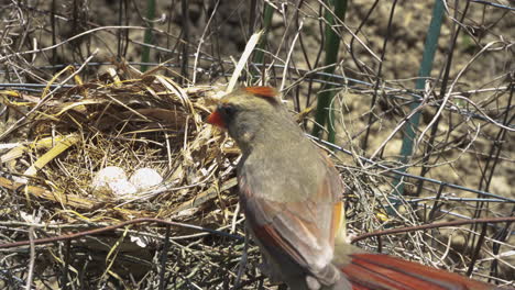 Mamá-Pájaro-Visita-Los-Huevos-En-El-Nido