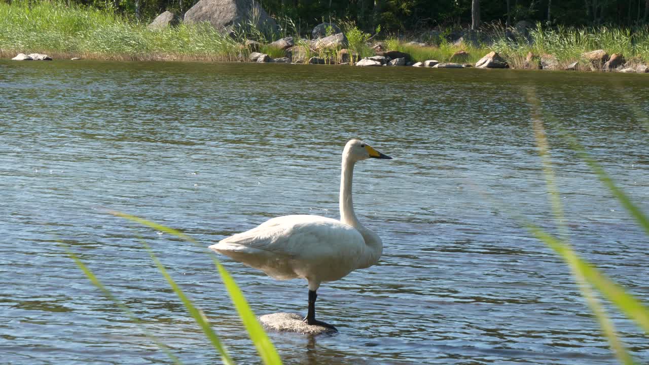 물 바위에 큰 백조의 초상화