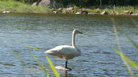 retrato de cisne cantor en roca de agua