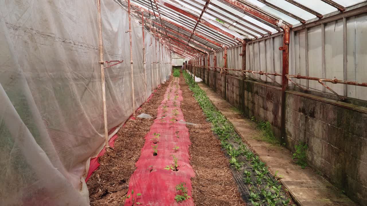 la casa verde de los pobres con plantas jóvenes de tomate cultivadas y cuidadas