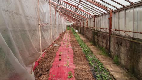 poor man's green house with young tomato plants being grown and care for