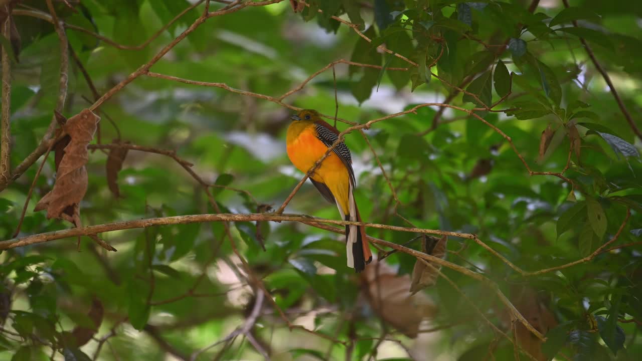 trogón de pecho naranja, harpactes oreskios, parque nacional kaeng krachan, tailandia