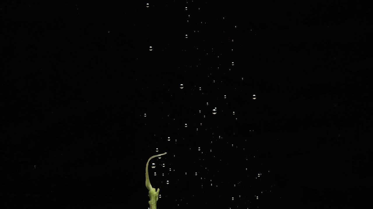 거품이 올라오는 동안 청포도 한 송이가 물 속으로 떨어졌고, 보기를 닫습니다.