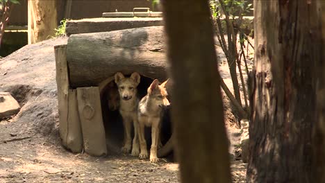 Cachorros-Lobos-Saliendo-De-Su-Madriguera