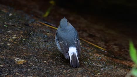 Dieser-Weibliche-Rotschwänzchen-Ist-Nicht-So-Farbenfroh-Wie-Das-Männchen,-Aber-Sicher-So-Flauschig-Wie-Ein-Knäuel-Eines-Niedlichen-Vogels