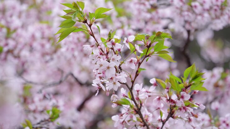 Beautiful Sakura Cherry Blossom is blooming with sprout in Alishan National Forest Recreation Area in Taiwan.