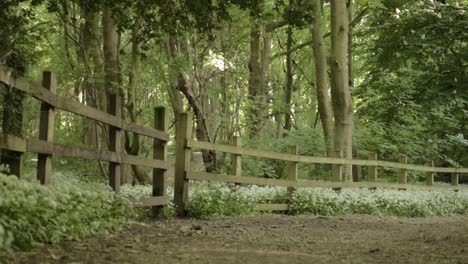 english ramson filled woodland wide landscape panning shot