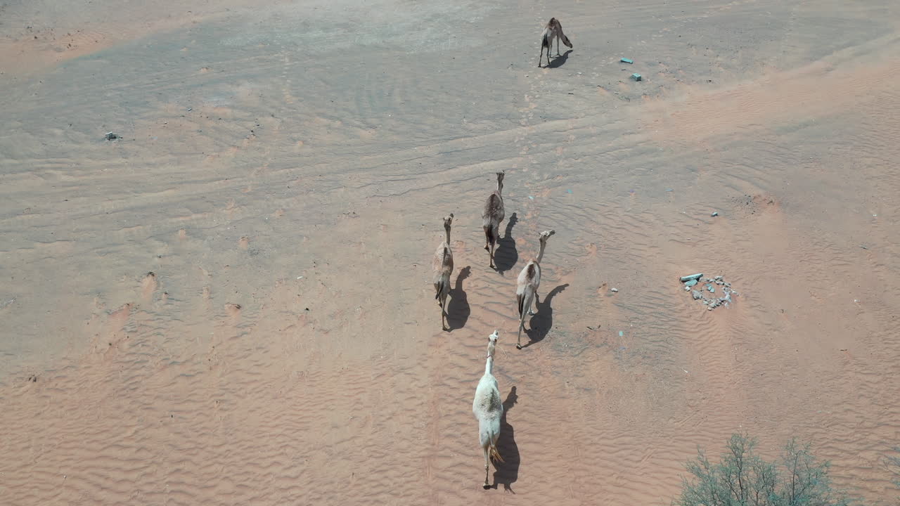 Group of camels walking in the Dubai desert.