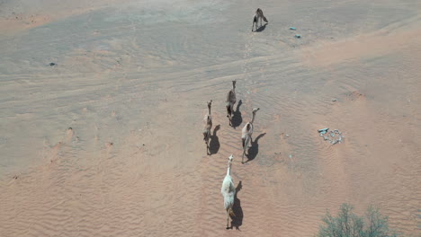 group of camels walking in the dubai desert.