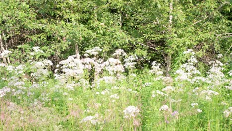 Plano-Medio-De-Flores-Blancas-A-Lo-Largo-De-Un-Camino