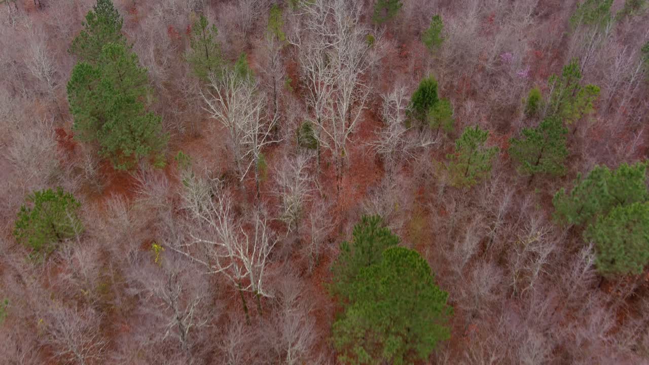 antena del área boscosa del bosque en eatonton, georgia