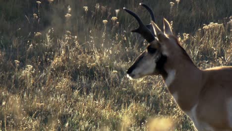 pronghorn close up