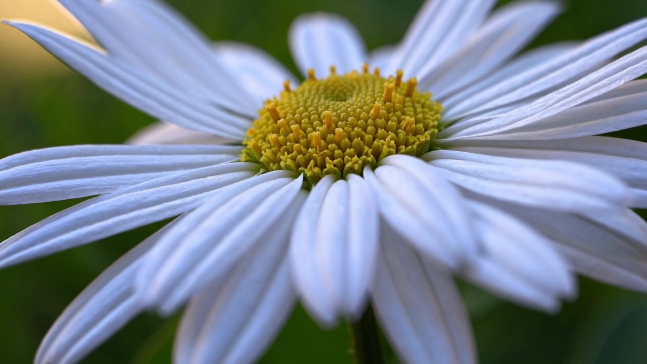 Primo piano di una margherita bianca in fiore nella natura