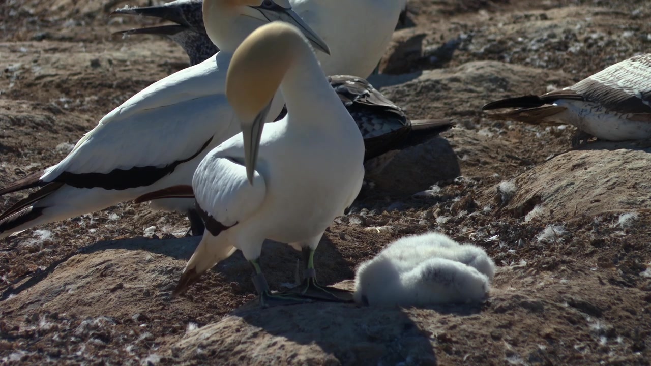 Australasiatisk havsule (Morus serrator) ved en hekkekoloni i Cape Kidnappers, New Zealand. Nærbilde.