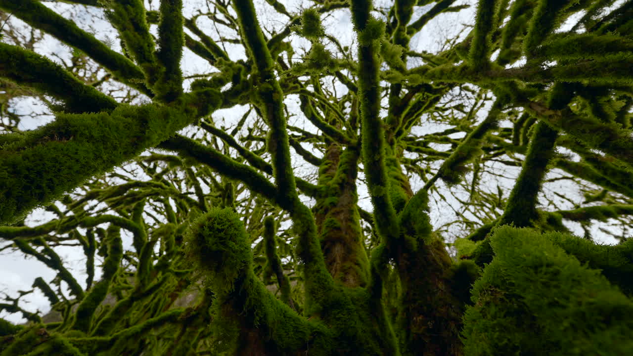 Moss Covered Tree Branches