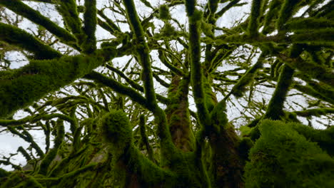 moss covered tree branches