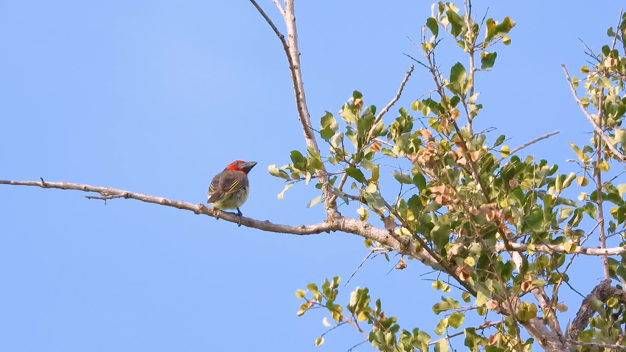 el pájaro tejedor de cabeza roja en el parque nacional kruger, sudáfrica