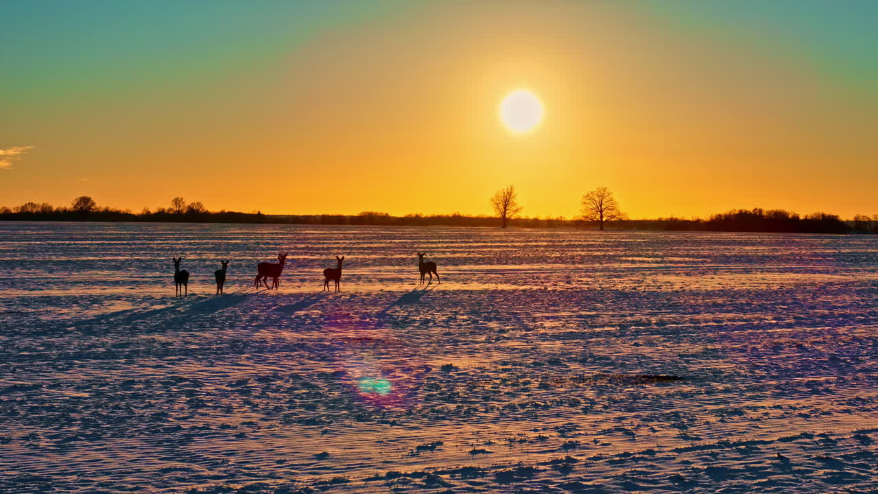 Hjort som løper over snødekt jorde ved solnedgang skaper en rolig vinterscene